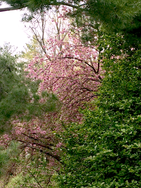 My cherry tree at the Japanese House (KN)