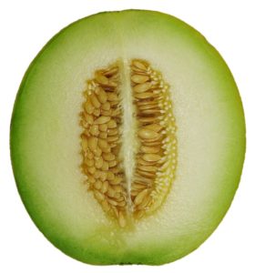 melon-cross-section-757635_640