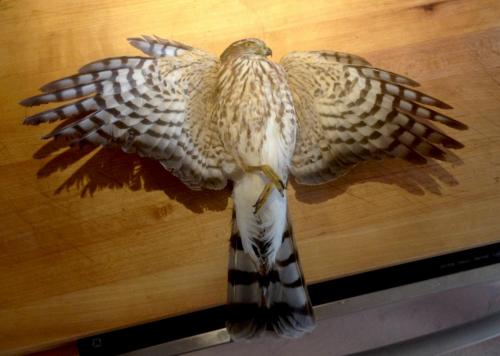 Juvenile Hawk (dead) at Katherine's JH KN 07