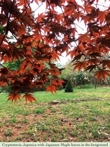 21 - Crytomeria Japonica with Japanese Maple leaves in the foreground 2