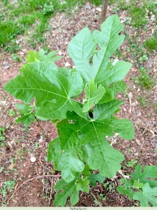 31 - Fig leaves