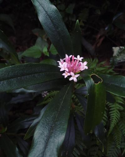 02 - This pinkish flower is a wild Daphne.