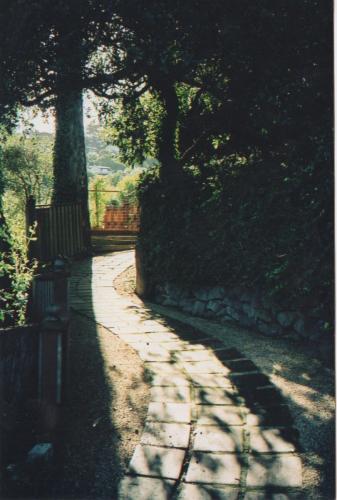 Pathway on the estate of the tree house