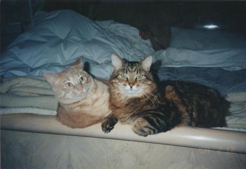 Fred and Tyger on the bed