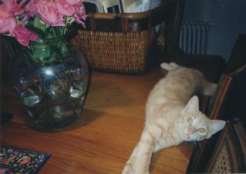 Young Fred on the table with roses 