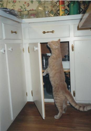 Young Fred looking in the kitchen cabinet