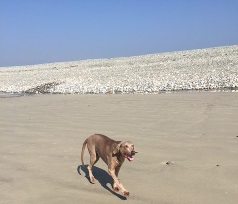 Zora on the beach